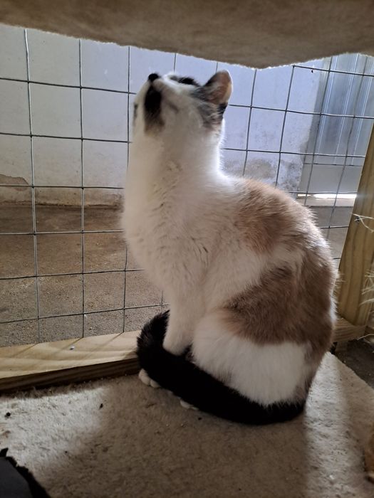 Gata com 1 ano para adoção