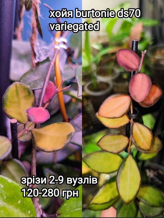 хойя burtonie ds70 variegated, крімсон квін, супер сільвер ескімо, nova ghost, філодендрон ring of fire, спатифілум Jessica x city of angels Indonesia