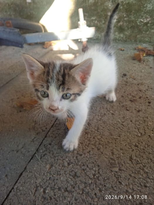 Ofereço Gatinhos bebés