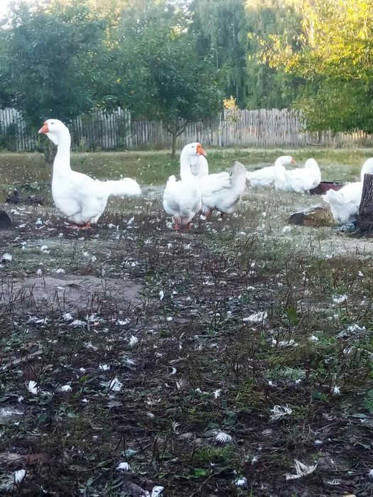 Продам гусей породи Холмогор