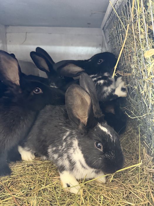 Кролики, строкач + Полтавське срібло