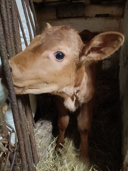 Ciele polskiej krowy czerwonej