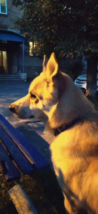 Отдам собаку в добрые руки