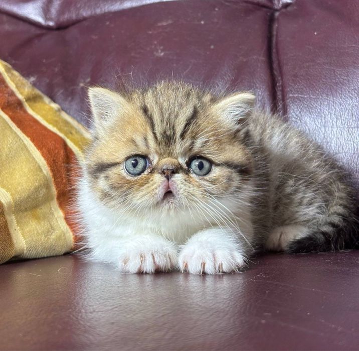 Экзоты, котята, экзотические короткошерстные, котята в кобби типе