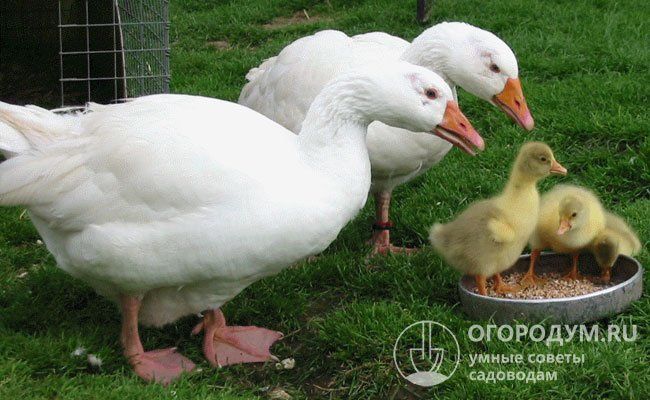 Инкубационное яйцо гуся Датский Легард