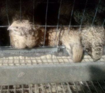 Інкубаційні яйця перепілки -несушки   універсальної породи фенікс золо