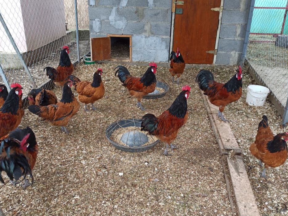 Молоді півні породи форверк!