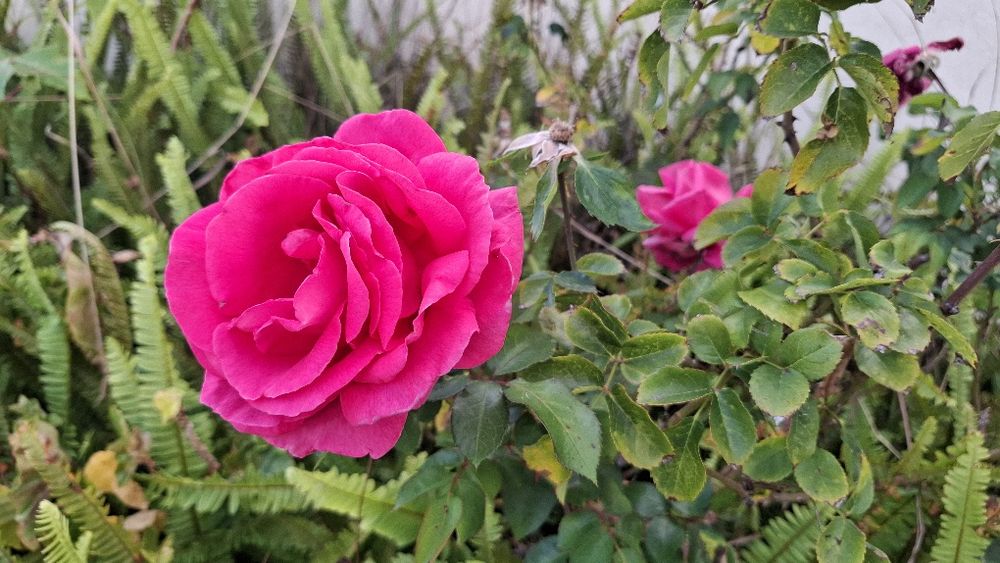 Massagens a domicílio Alcanena