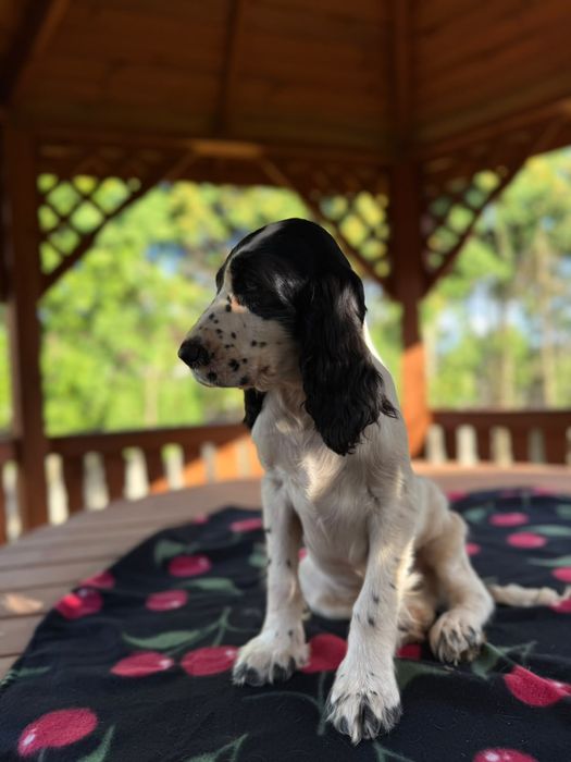 Cocker spaniel angielski Piesek Rodowód