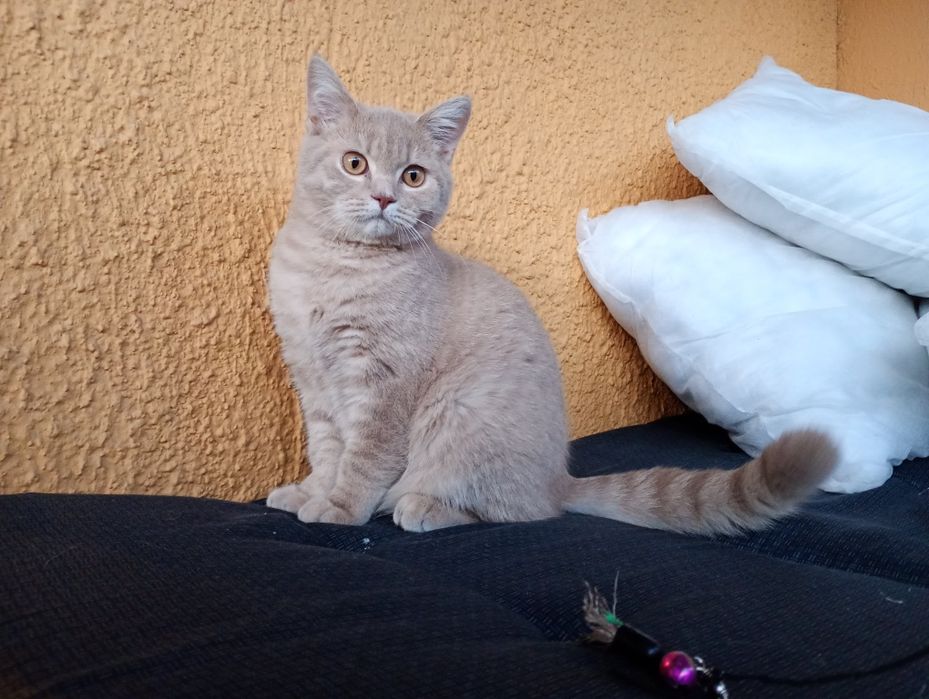 Kotek brytyjski krótkowłosy lilowy FPL/Mały Tygrysek*PL
