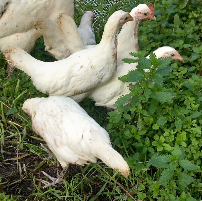 Granizos de raça  fenix