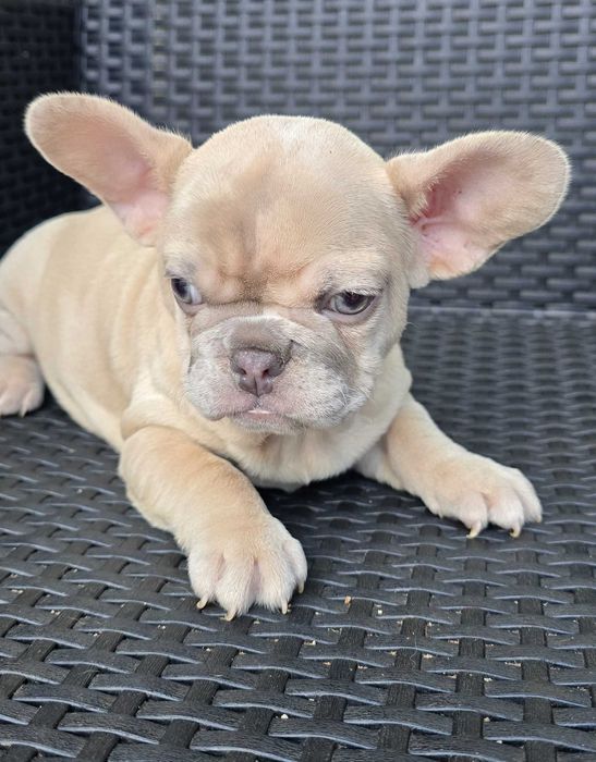 Bulldog Francês FÊMEA Merle