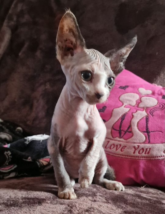 Gatinha sphynx .