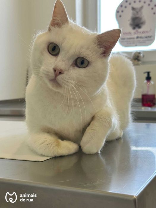 Suspiro | Para Adoção