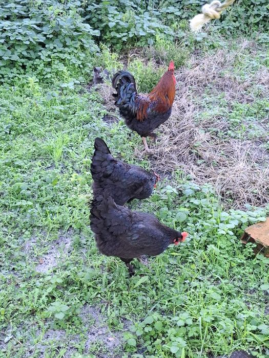 Ovos férteis de raça Marans