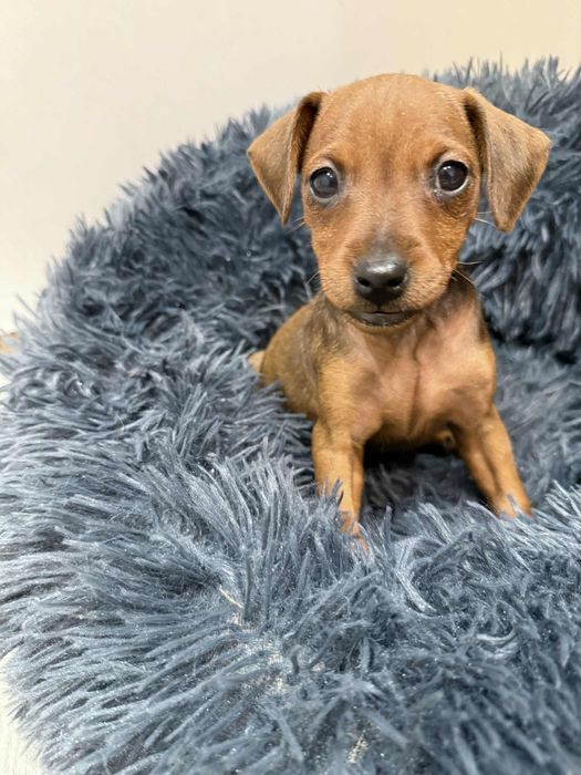 Pinczer miniaturowy ZKwP/FCI