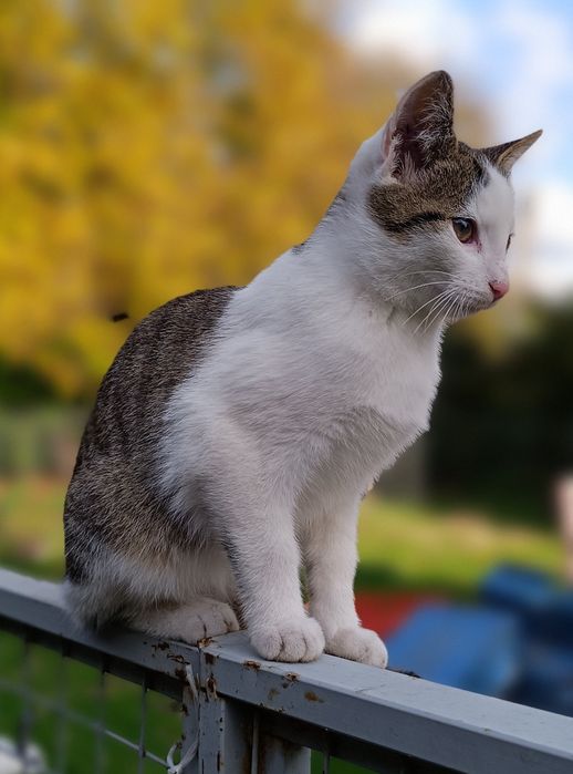 Kot, Kotek, Kocurek 5,5 miesięczny