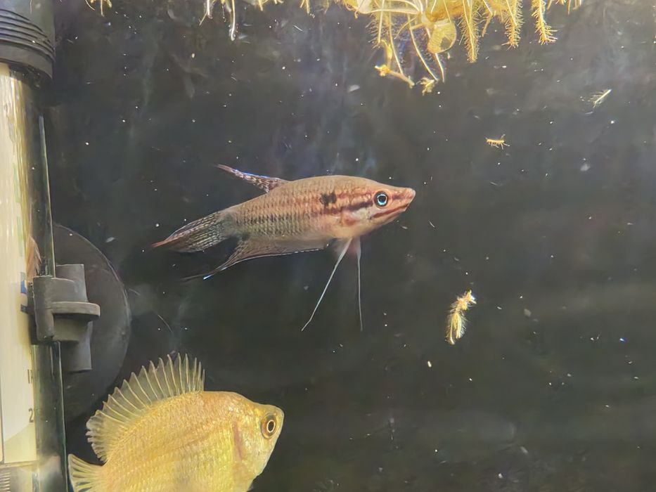Gourami Croador (Trichopsis Vittata)