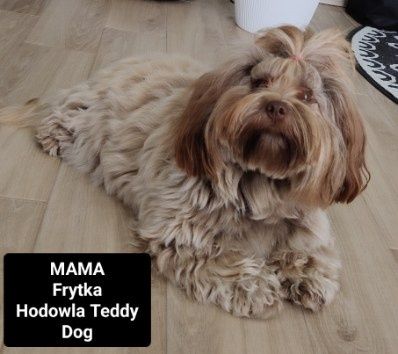 Słodki hawańczyk