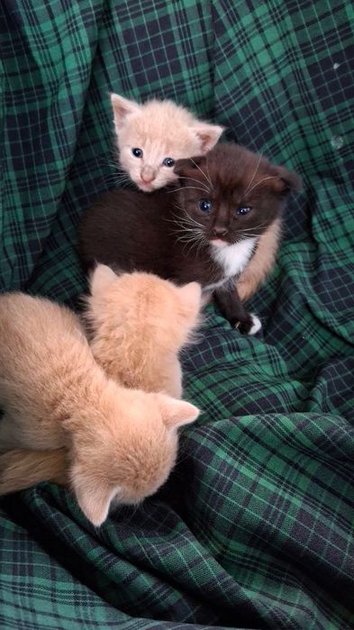 Кошенята в добрі руки