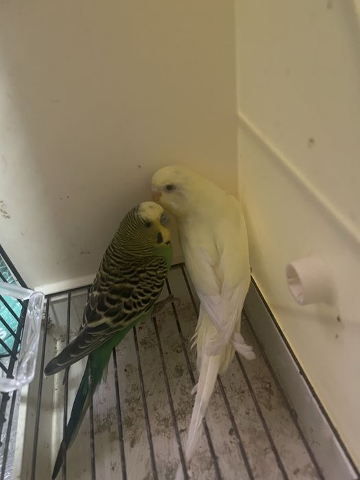 Casal de periquitos