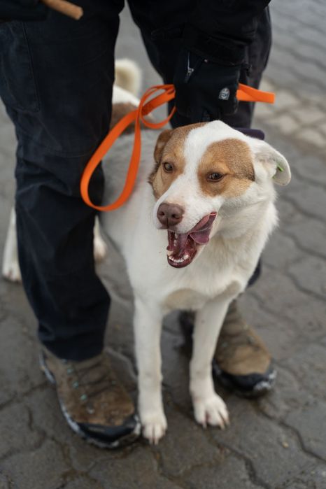 Собачки безкоштовно