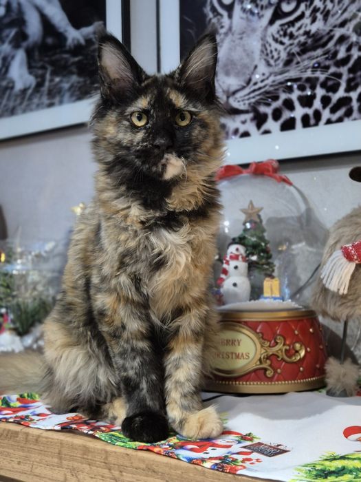 Lolita Cudna kotka Maine Coon