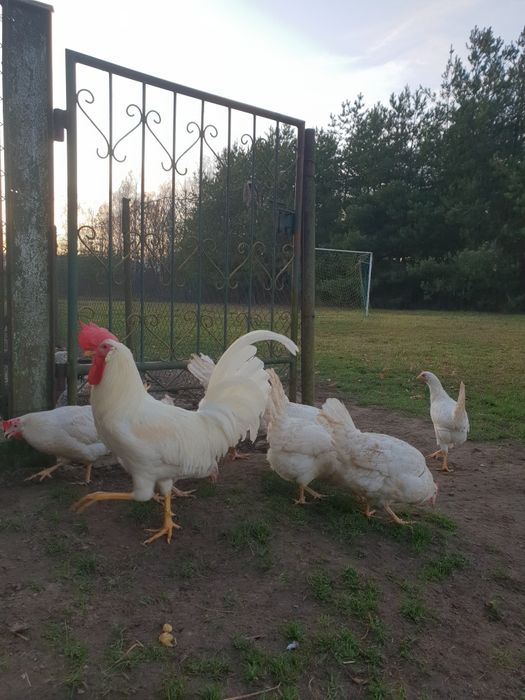 Jaja lęgowe leghorna leghorn