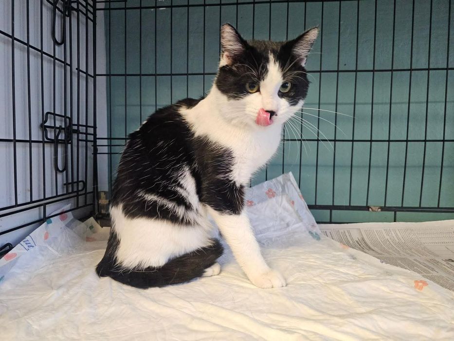 Słodki Oreo potrzebuje  swojego miejsca