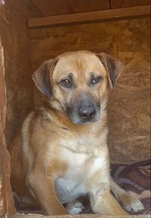 Przyjazny Romek szuka domu