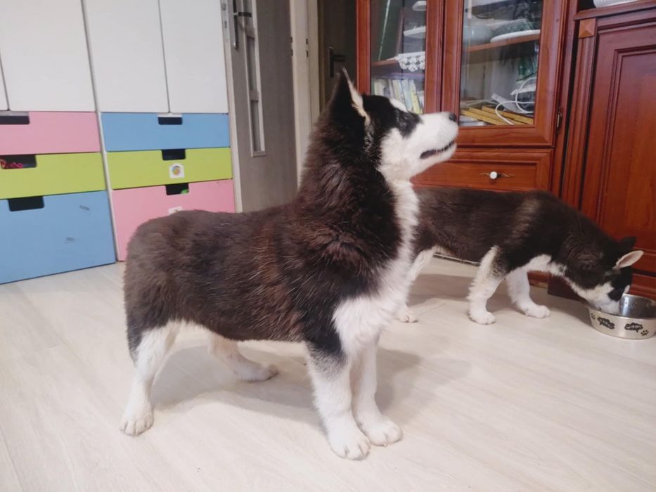 Aktualizacja : ostatnia suczka Alaskan Malamute