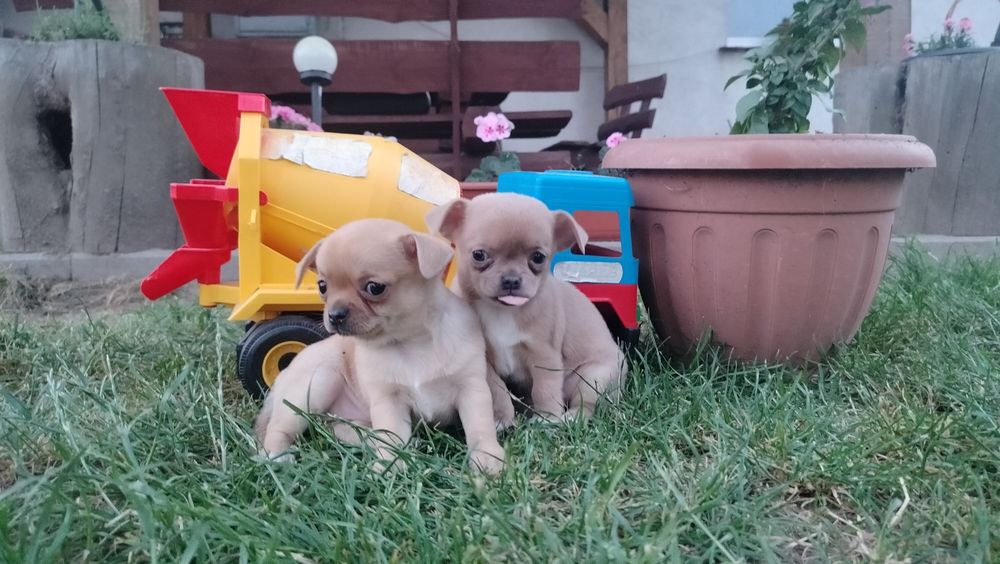 Piękne -szczenię Chihuahua
