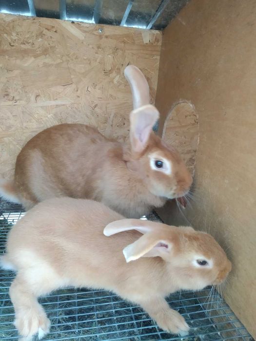 Продаються кроленята породи Бургундія