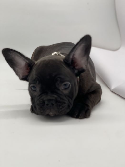 Помет щенков с документами