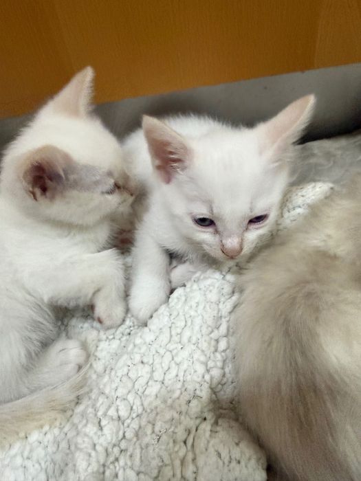 Dois gatos brancos para dar