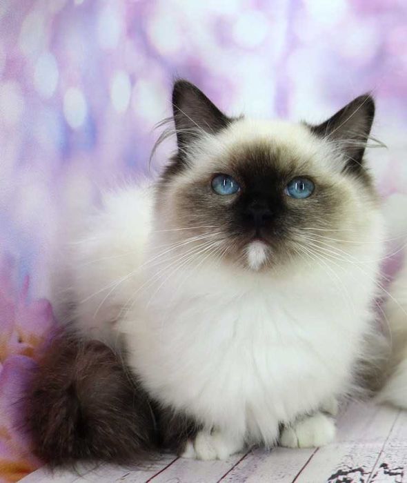 Хлопчик Ragdoll//Регдолл. Чудова малеча