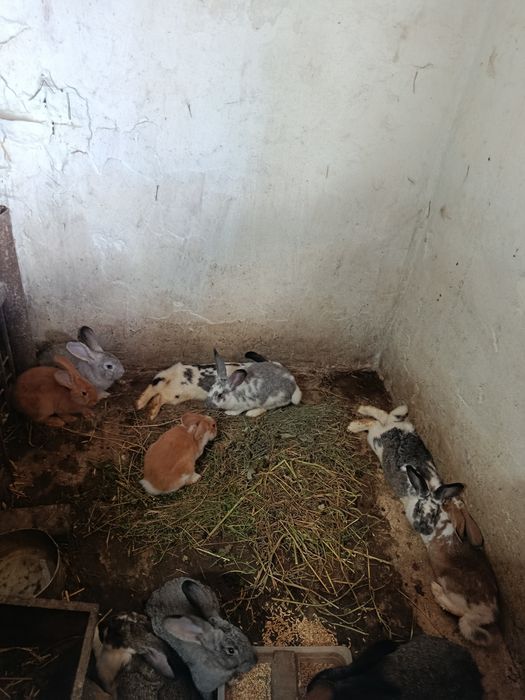 Продам кролів різного віку