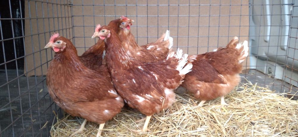 Kury Nioski Novogen 23 tygodnie,zaczynają nosić! Wysyłamy!