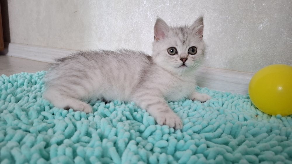 Шотландские котята серебристая шиншилла