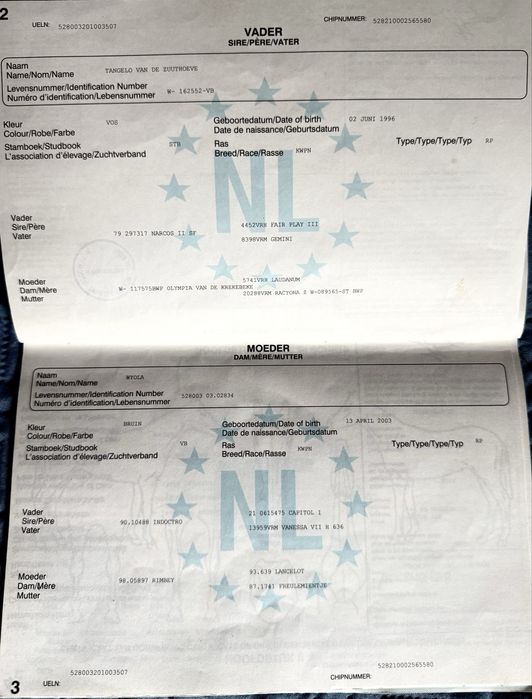 Klacz po Indoctro - ujeżdżona, sprawdzona matka