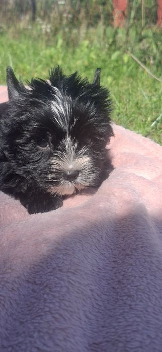 Piesek rasy Yorkshire Terrier