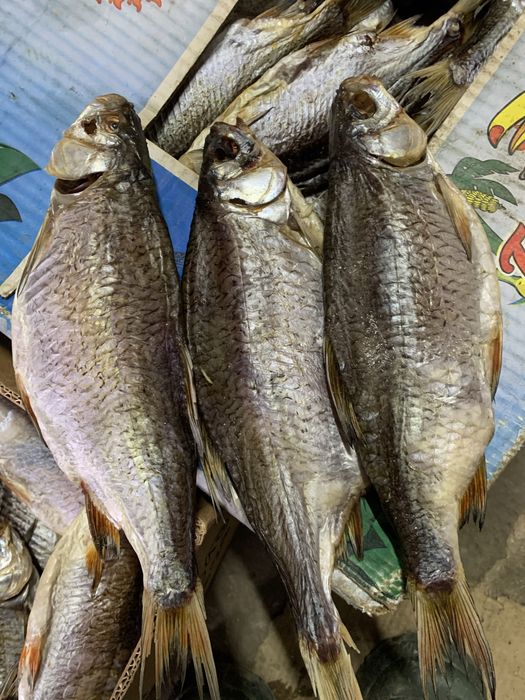 Густера Николаевская густера ОПТ