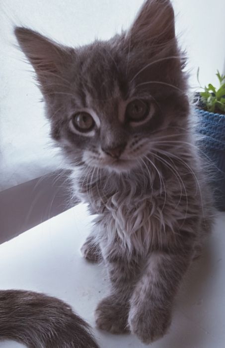 Кошеня у сімью, дівчинка хлопчик