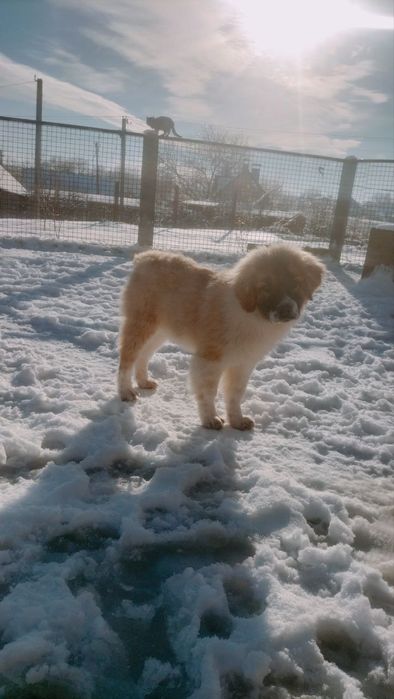 Дівчинка московської сторожової(одна)