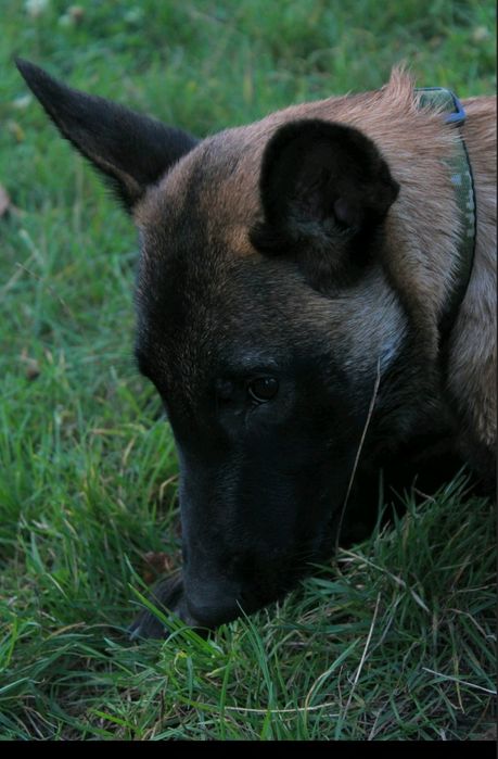 Малінуа 7 місяців Навчені Терміновий Продаж ТОРГ!!!