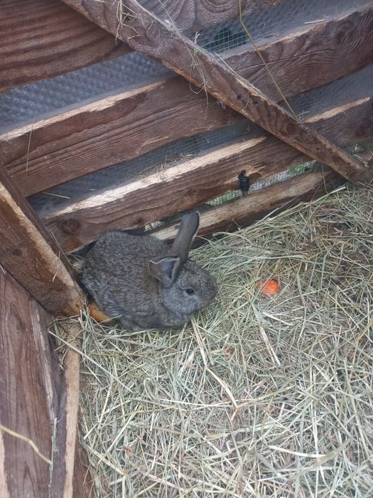 Belgi młode sprzedam