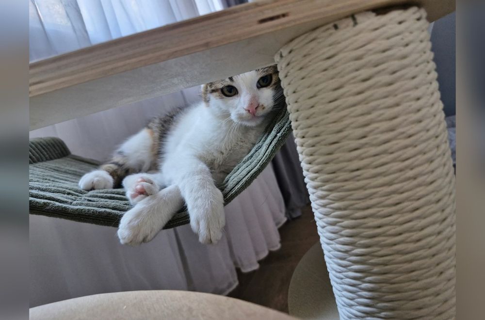 Śliczny kocurek szuka domu!