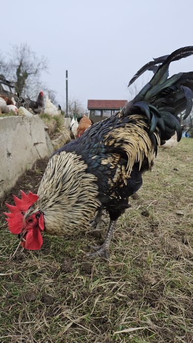 Koguty Amrock Amrok 6 miesięczne rasowe bardzo ładne