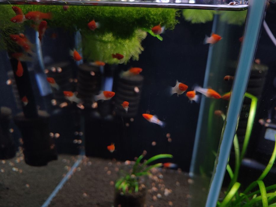 Mieczyk koi  młode