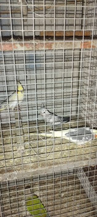 Vendo 1 casal de caturras mais 1 fêmea